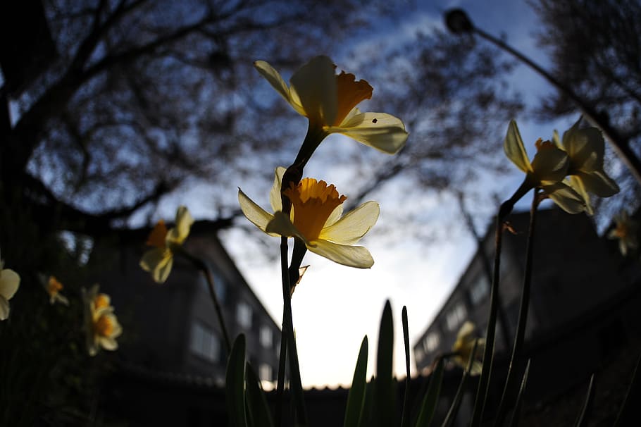 narcissus, evening, blue, plant, flowering plant, focus on foreground HD wallpaper