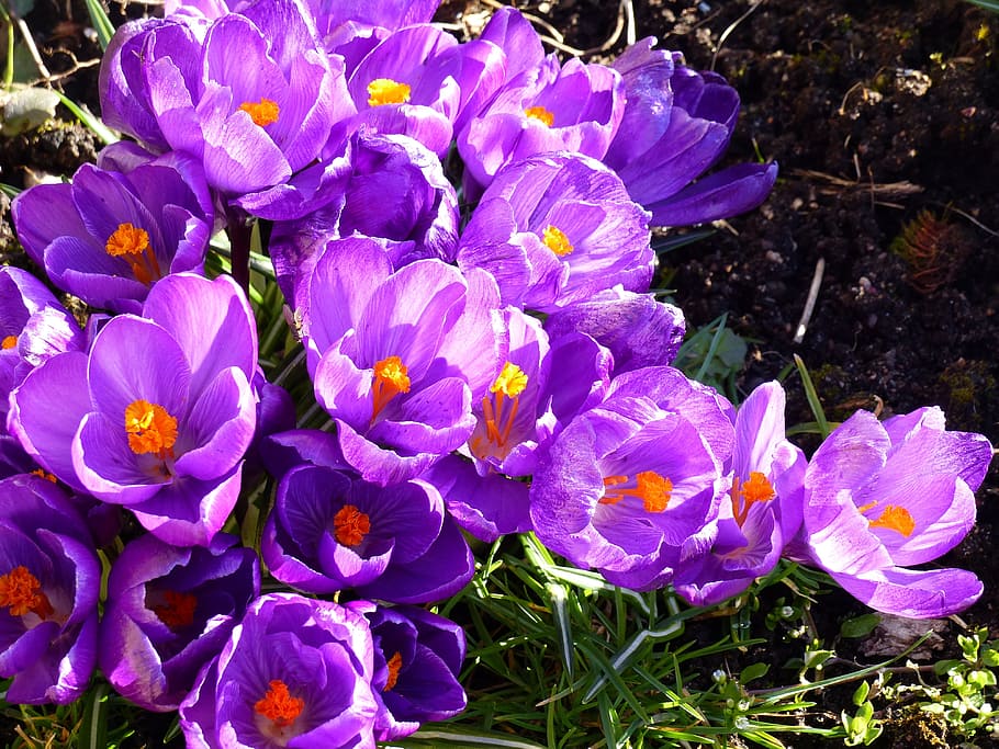 crocus, flowers, colors, grass, sunshine, garden, flowering plant HD wallpaper