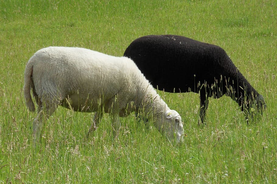 Black Sheep, White, black and white, animal, grass, animal themes HD wallpaper