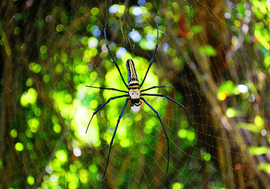 spider, spiders web, spider web, nature, dew, cobweb, insect HD wallpaper