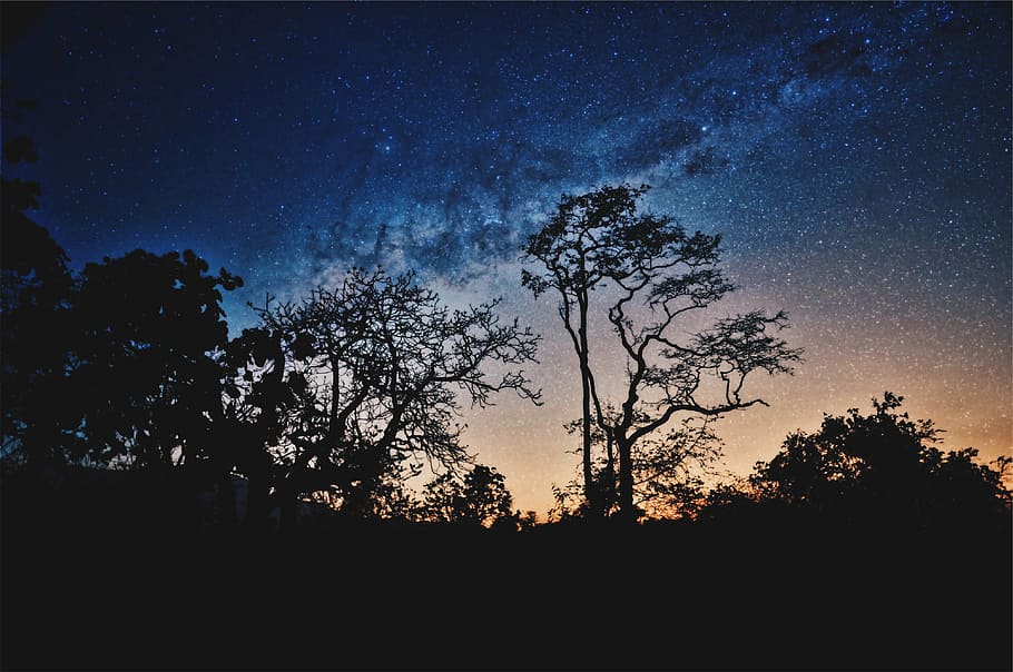 silhouette of trees, nature, landscape, mountain, stars, dark HD wallpaper