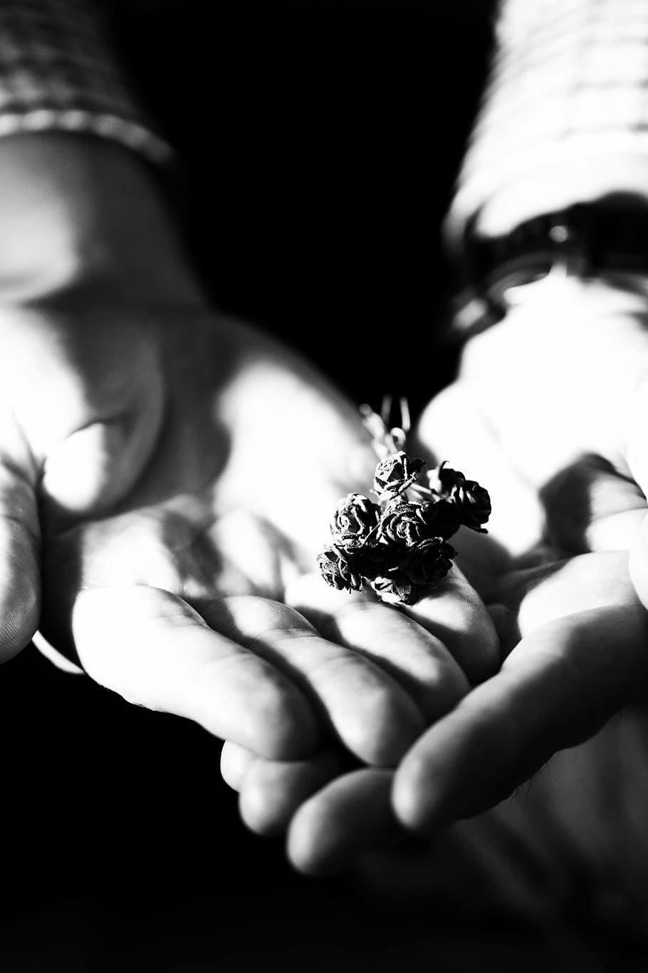 flower, roses, miniature, hands, male, human hand, holding HD wallpaper