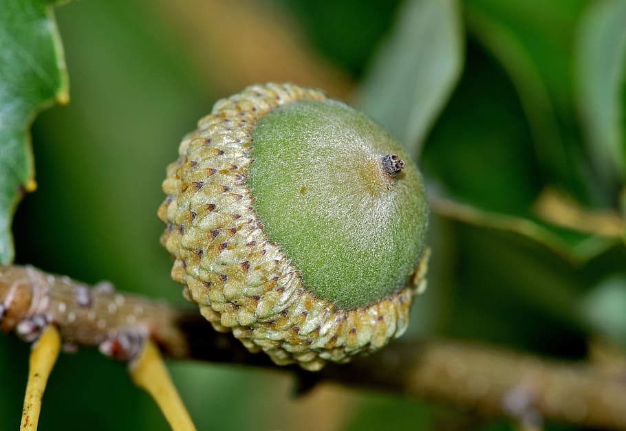 Acorn, Nut, Oak Tree, Chinkapin Oak, chinquapin oak, white oak, HD wallpaper