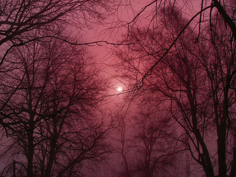 silhouette of bare trees during golden hour, winter, fog, outside HD wallpaper