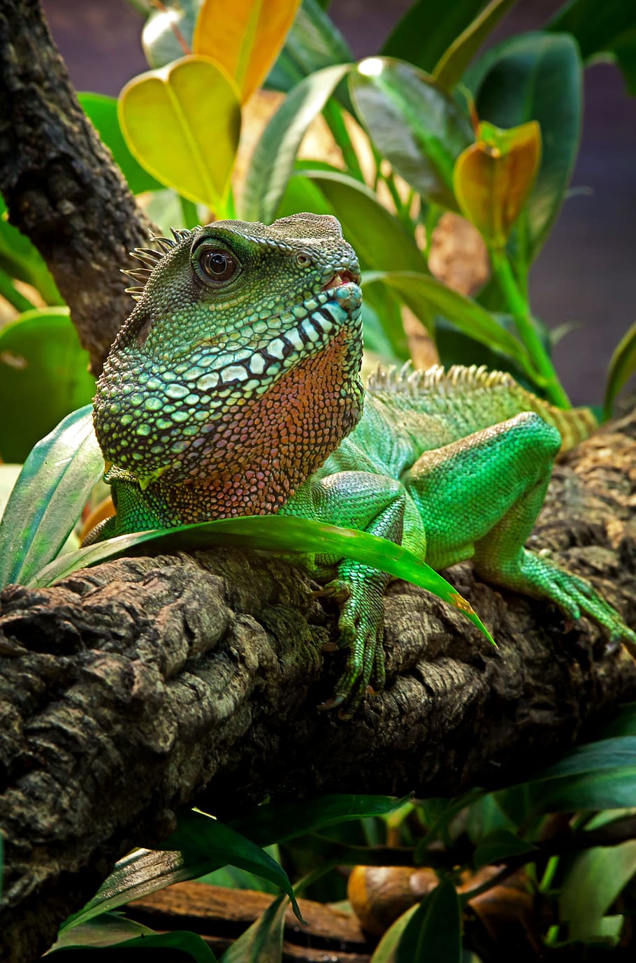 lizard, agame, reptile, bart-agame, green, animal, africa, lizards HD wallpaper
