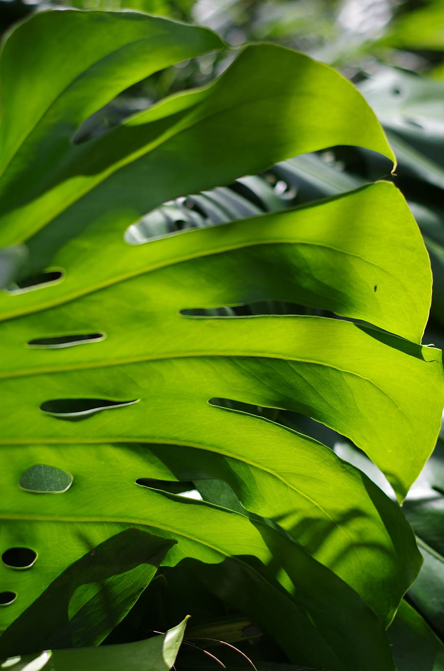 closeup photo of green leaf, monstera deliciosa, nature, plant, HD wallpaper
