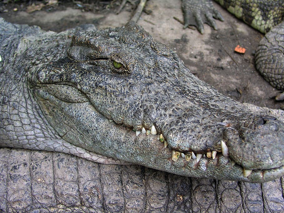 crocodile, lizard, animals, cambodia, travel, asia, animal wildlife HD wallpaper