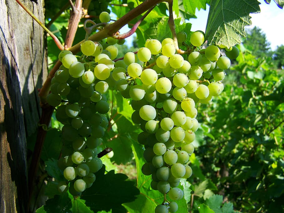 grape, green fruit, curls, food and drink, growth, healthy eating HD wallpaper