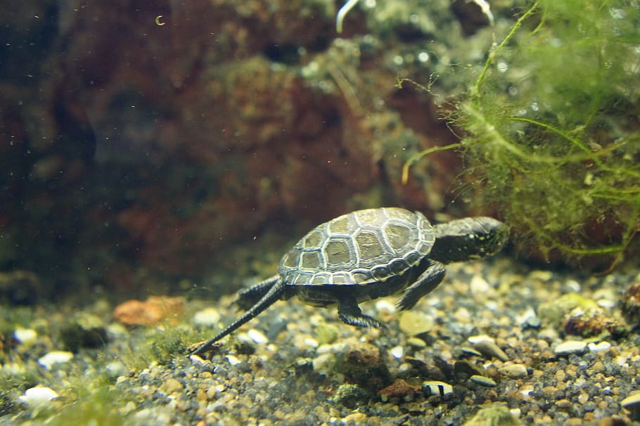 turtle, baby, animals, animal wildlife, animal themes, animals in the wild HD wallpaper