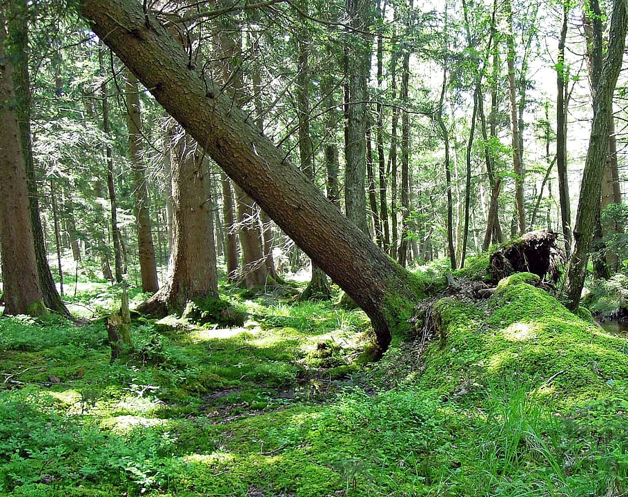 green trees, forestry, nature, overturned, overthrown, fell down HD wallpaper