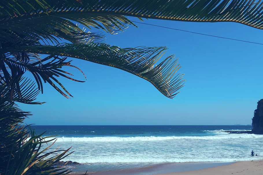 coconut palm leaf tree near seashore and sea waves, beach, palm Tree HD wallpaper