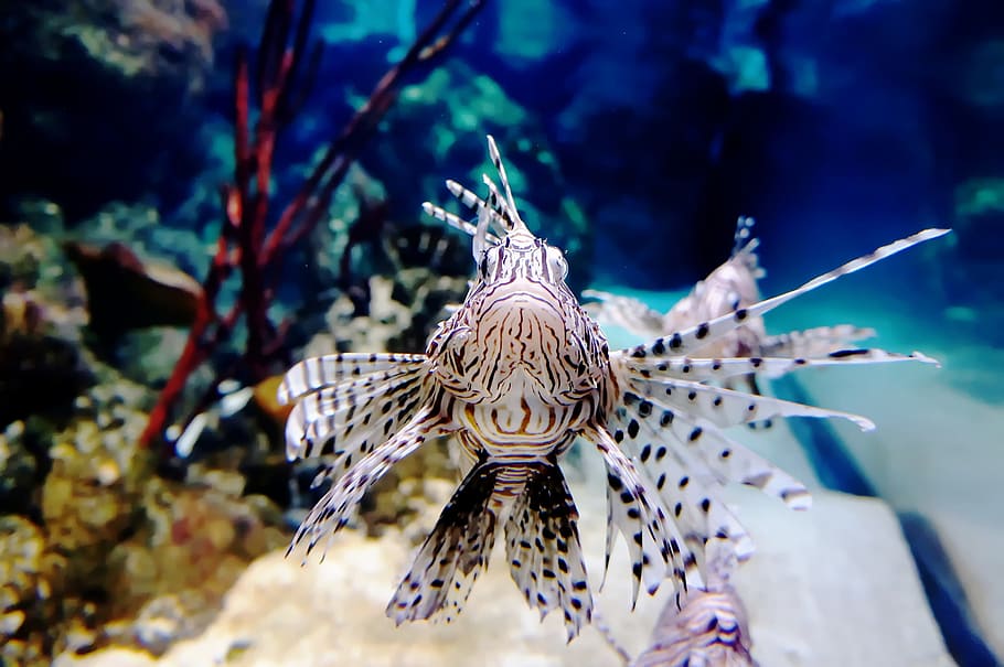 Fish, Underwater, Exotic, Blue, Water, ocean, reef, sea, animal HD wallpaper