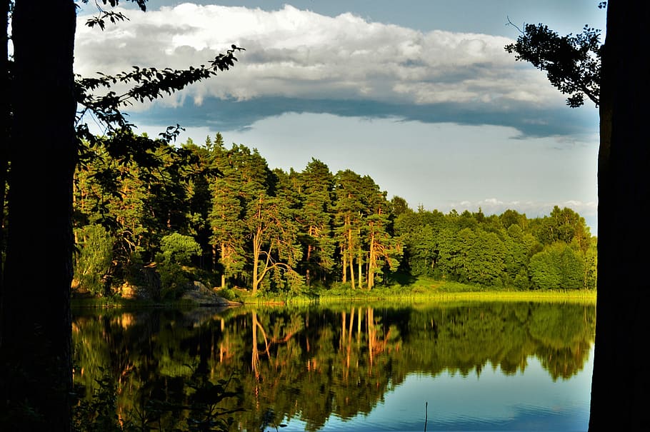 forest, water, lake, mirroring, summer, tree, sweden, outdoor HD wallpaper