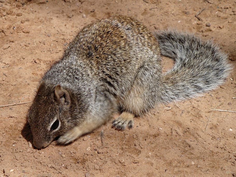 Animal, Ground Squirrel, nature, rodents, mammal, one animal HD wallpaper