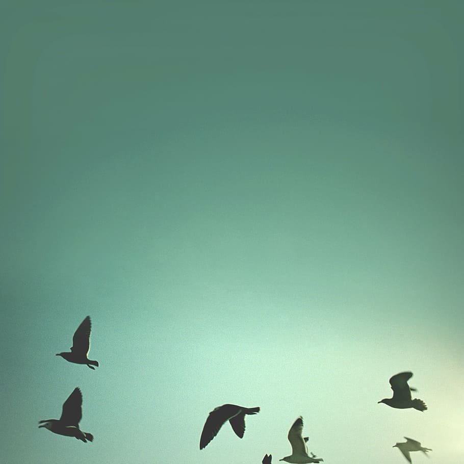 silhouette photo of flock of birds, sky, abstract, blue, nature HD wallpaper
