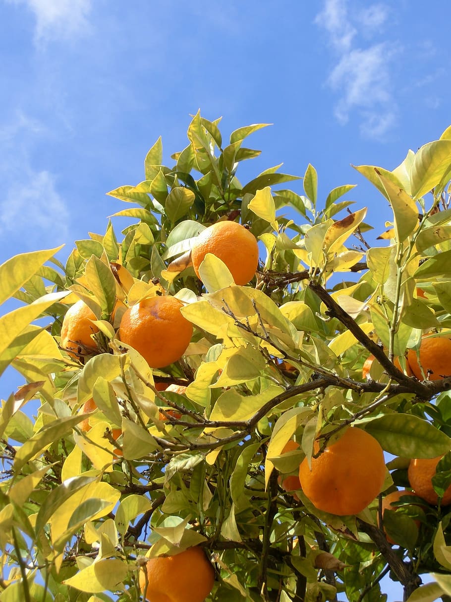 orange tree, andalousia, spain, spring, plant, growth, food and drink HD wallpaper