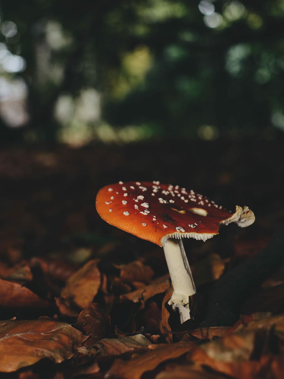 brown and white mushroom beside dried leaves, brown and white mushroom in macro shot HD wallpaper