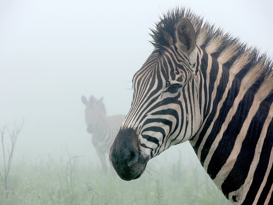 two zebras in area covered in white fog, mist, ghostly, silhouette HD wallpaper