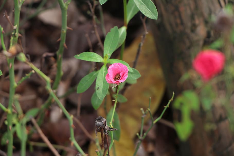 rose, deadwood, branch, leaf, plant, flower, flowering plant HD wallpaper
