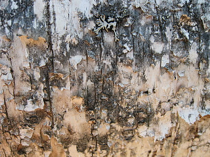 birch, birch bark, background, backgrounds, pattern, material HD wallpaper
