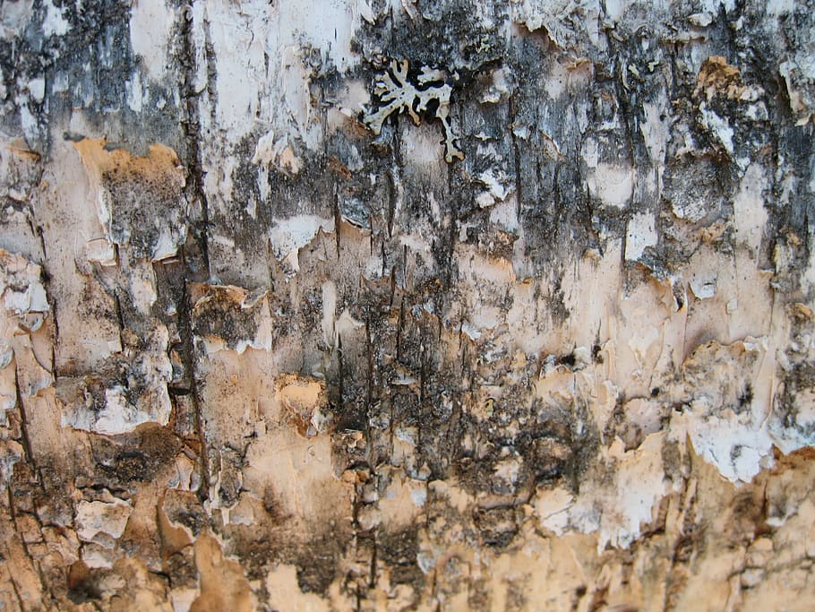 birch, birch bark, background, backgrounds, pattern, material HD wallpaper