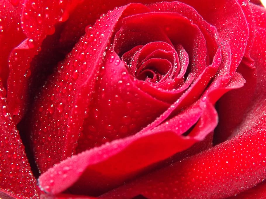 rose, dew, water, red, petals, flower, flowering plant, flower head HD wallpaper