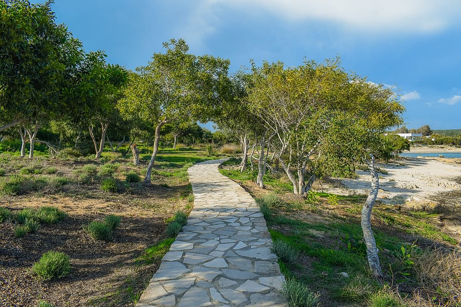 path, coppice, copse, forest, trees, glade, sea, nature, makronissos HD wallpaper