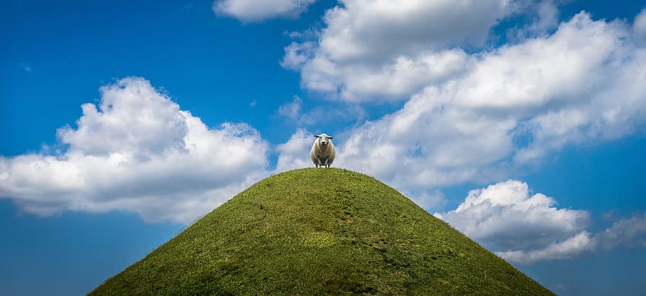 sheep on cliff under cloudy sky, yang, animal, white, nature HD wallpaper