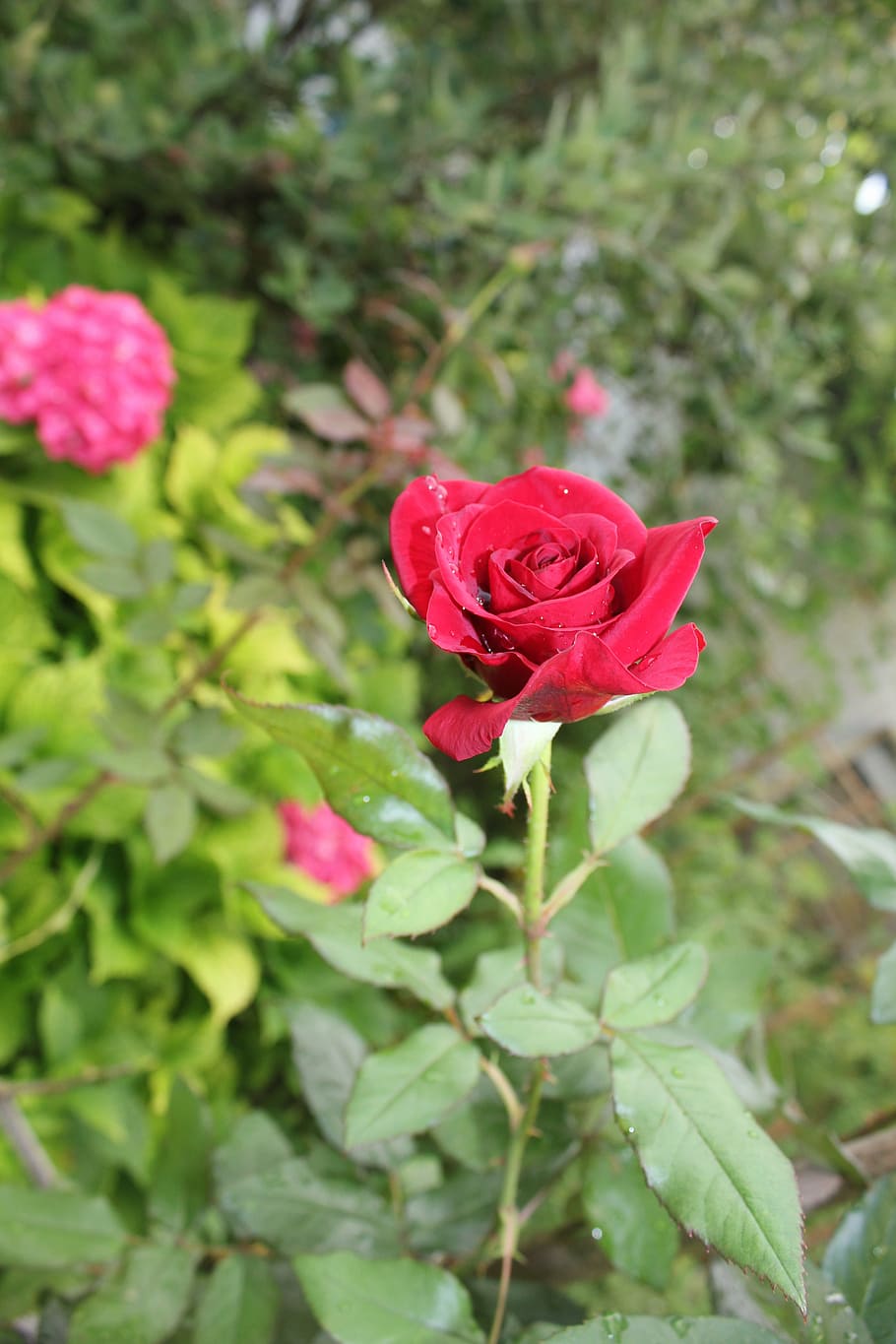 rose, bud, flower, flowering plant, beauty in nature, petal HD wallpaper