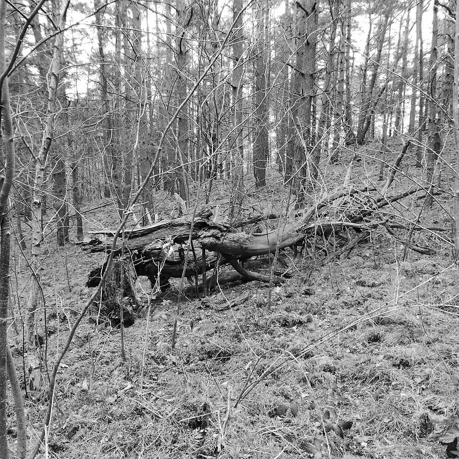 death, die, tree, forest, nature, trist, circuit, tribe, black And White HD wallpaper