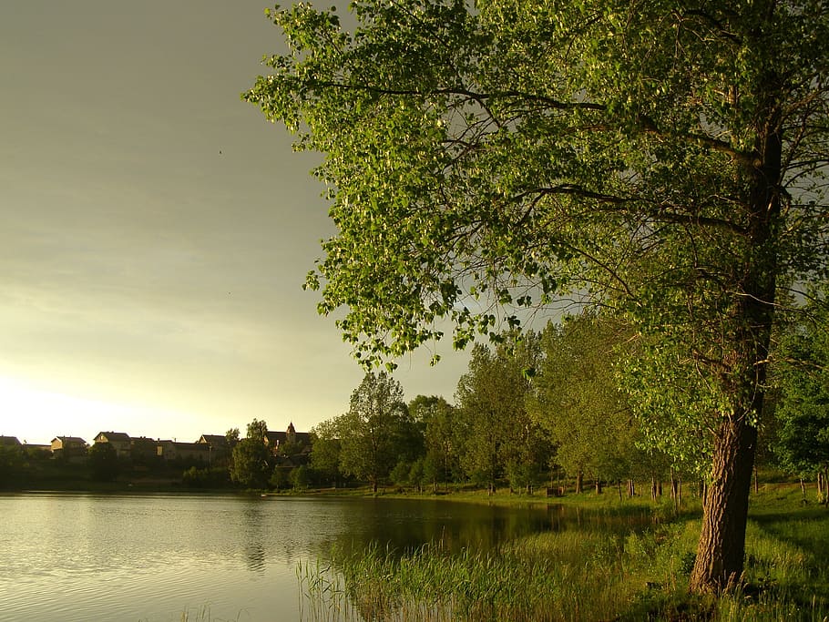 green trees beside body of water, gleboczek, poland, sky, clouds HD wallpaper