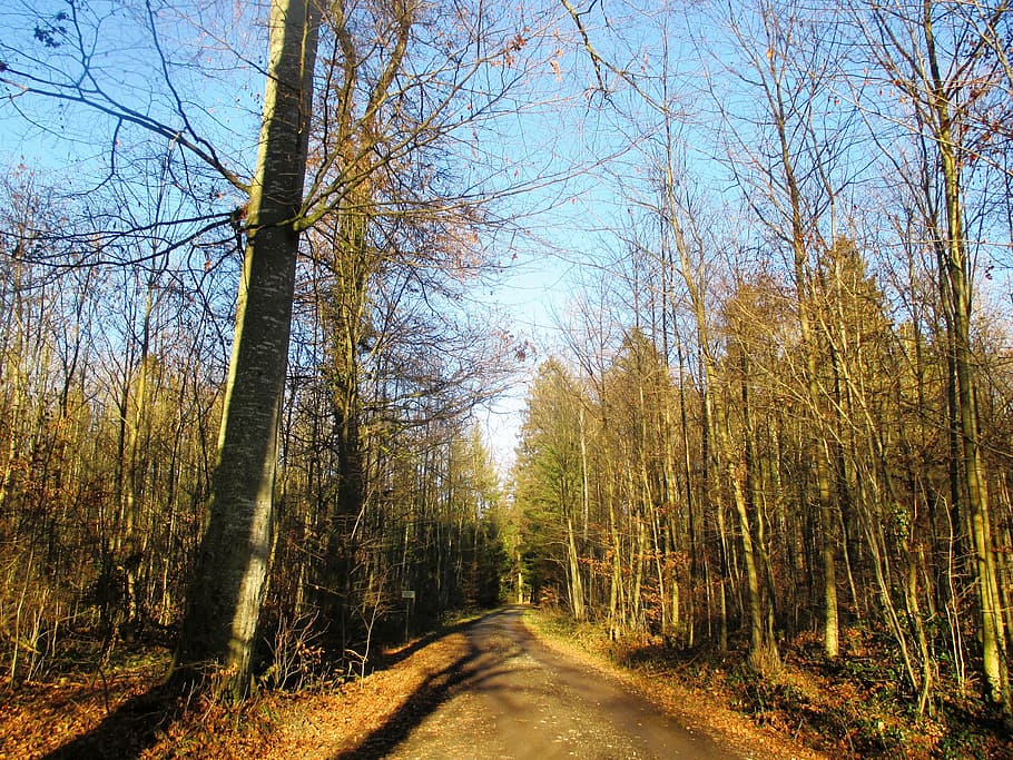forest path, idyll, migratory path, hiking, trees, switzerland HD wallpaper