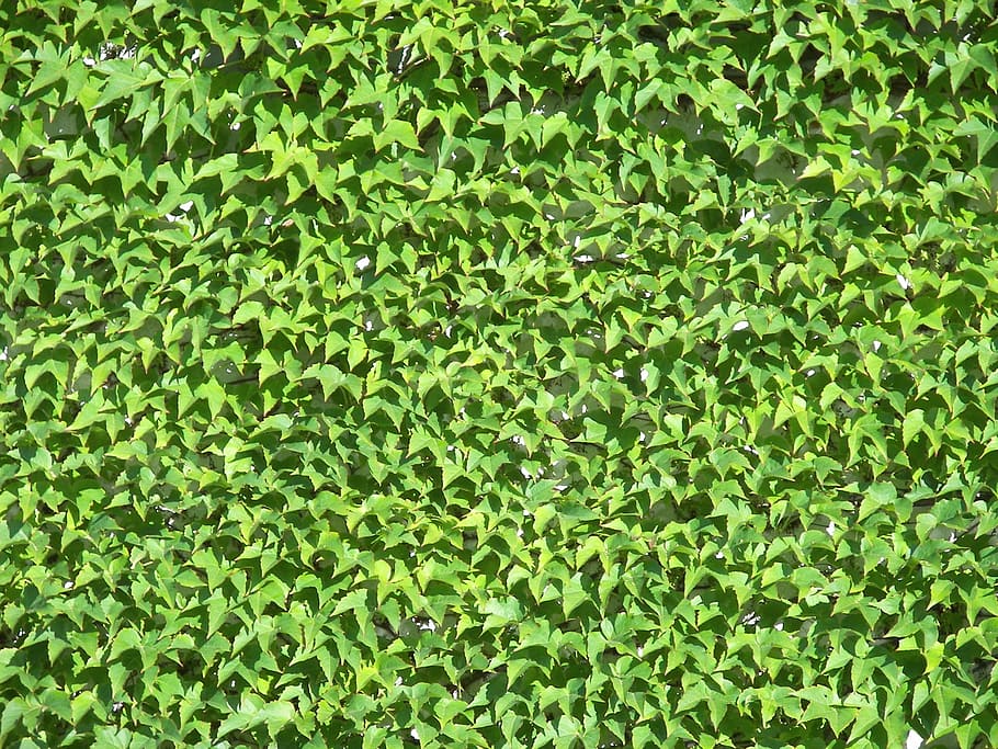 Ivy, Leaves, Green, Structure, Plant, green color, lush foliage HD wallpaper