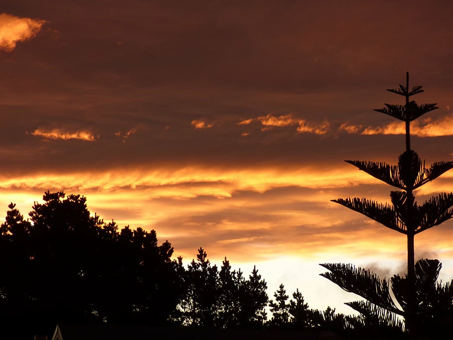 sunset, nature, silhouette, tree, sky, cloud - sky, beauty in nature HD wallpaper