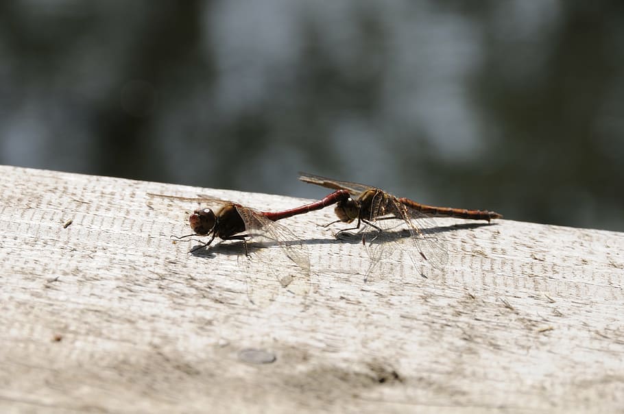 dragonfly, nature, insect, animal, wildlife, close-up, macro HD wallpaper