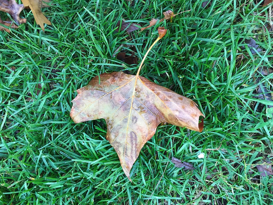 Leaf on Grass, fall leaves, green, Macro, Nature, Objects, autumn HD wallpaper
