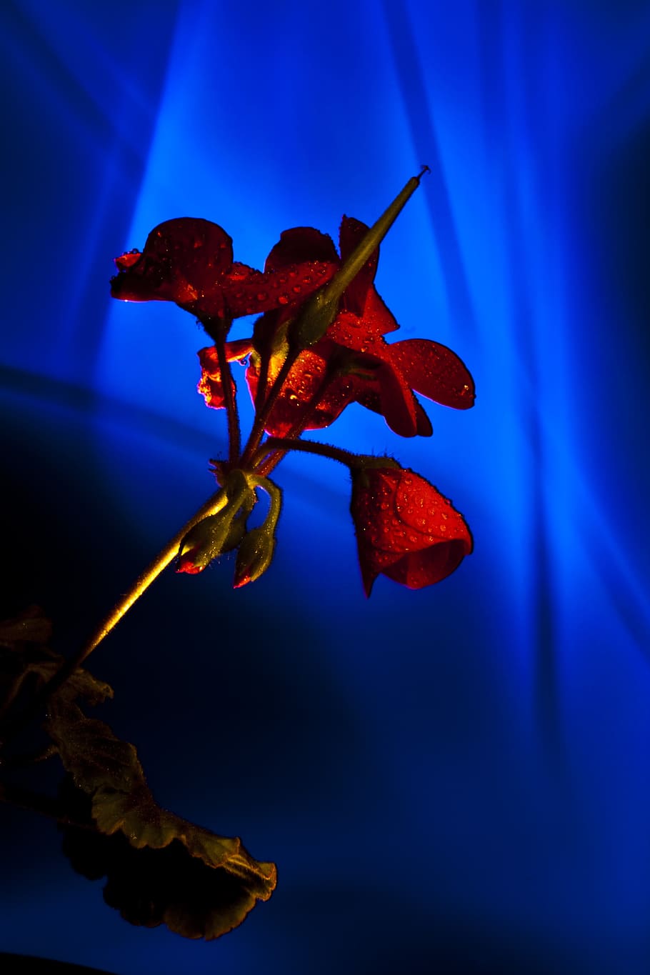 Light Painting, Coloring, Geranium, light coloring, blue, one animal HD wallpaper