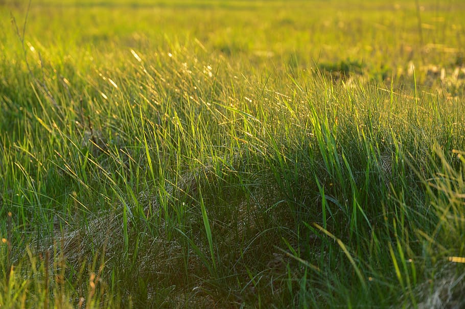 grass, green, nature, meadow, summer, environment, lush, plant HD wallpaper