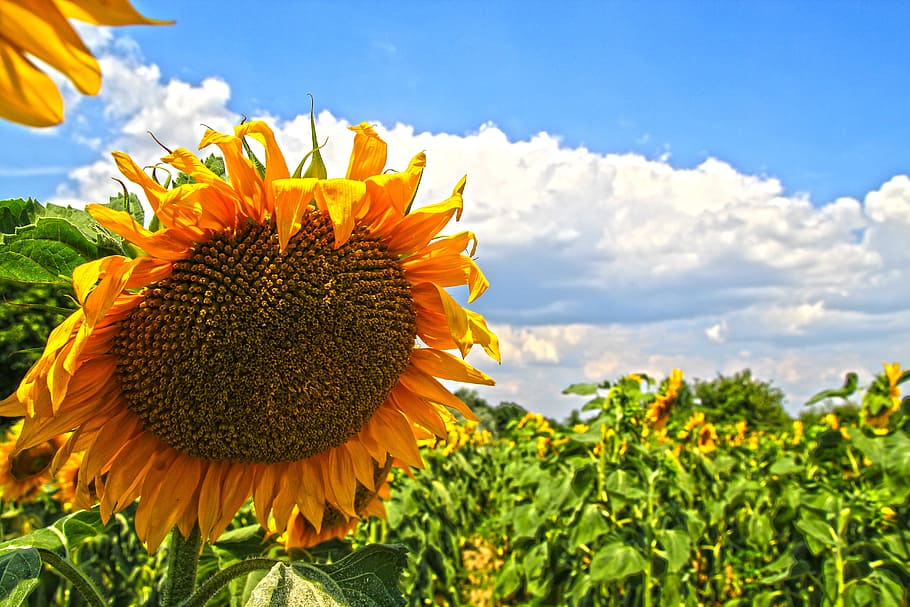 sunflowers, yellow, fields, plants, flowering, blue, sky, landscapes HD wallpaper