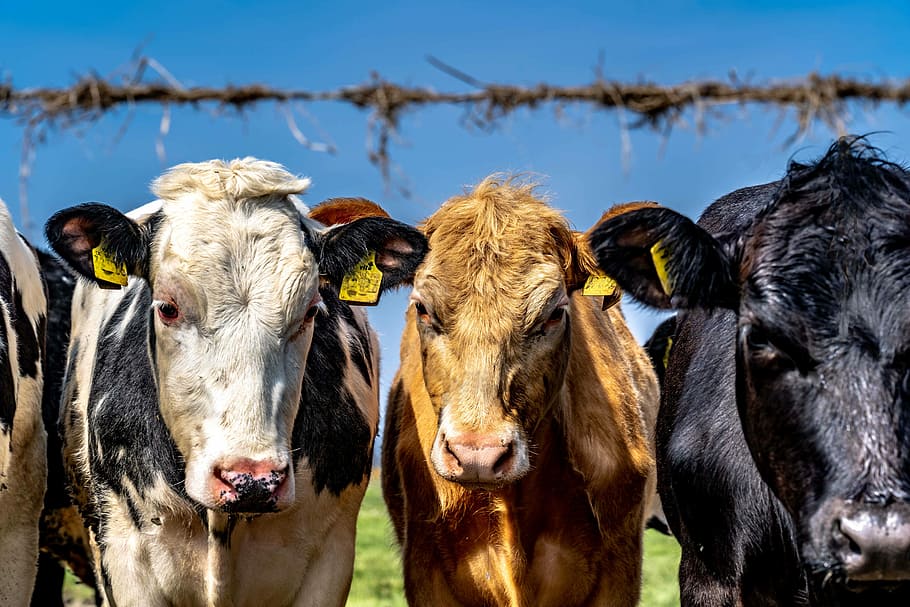 Hd Wallpaper Cow Cows Cattle Pasture Spotted Ruminant Meadow