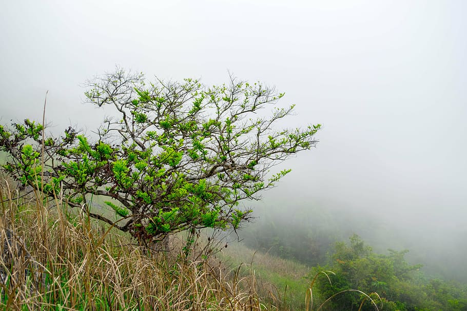 tree, nature, fog, environment, plant, beauty in nature, tranquility HD wallpaper