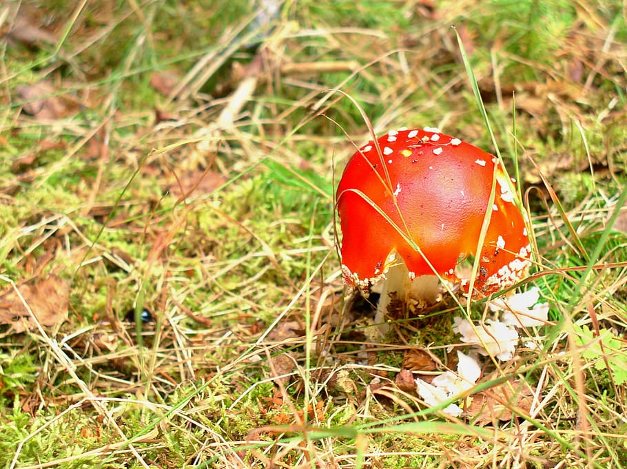 fungus, forest, needles, red, dry, moss, toadstool, summer HD wallpaper