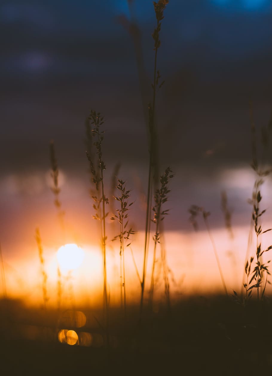 silhouette of grass under cloudy sky during orange sunset, silhouette of grass during sunset