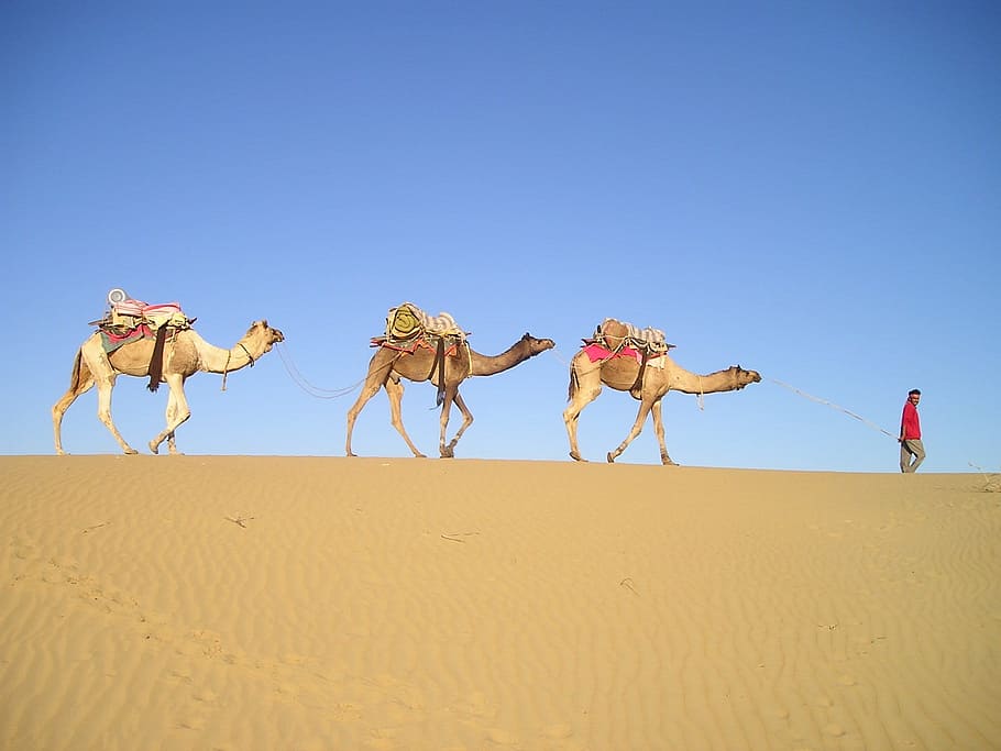 three camels and a man on desert, india, caravan, camel driver, HD wallpaper