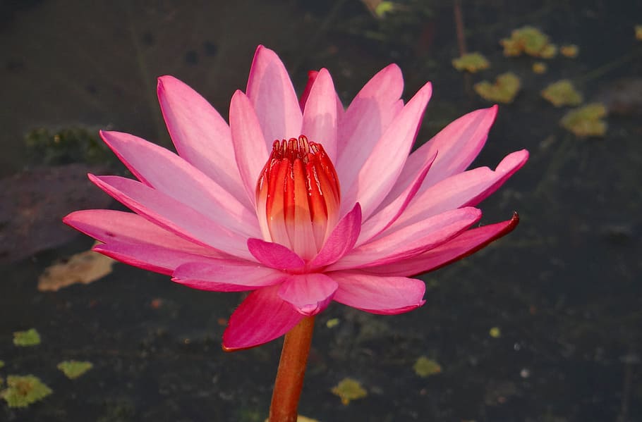 selective focus photography of pink waterlily flower, Water Lily