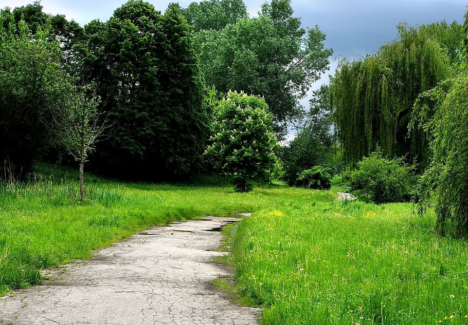 grass, tree, park, way, sky, blue, green, blue sky, spring HD wallpaper