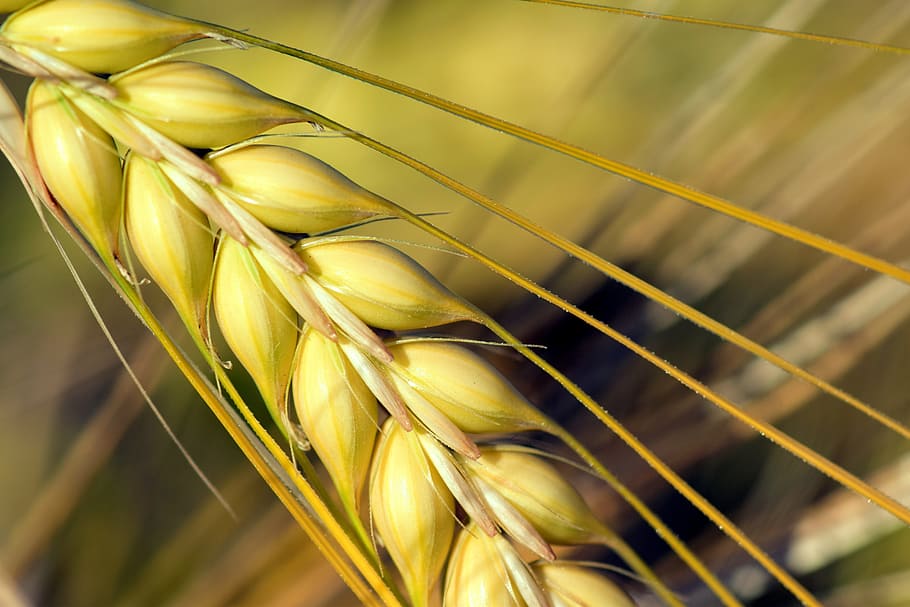 close-up photo of green wheat, Cereals, Cornfield, Spike, Nature, HD wallpaper