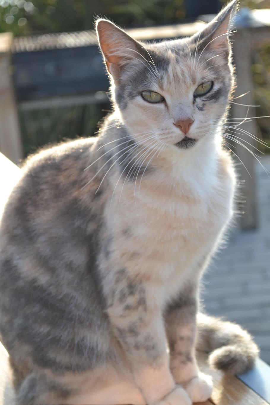 cat, loves, sun, pets, domestic, domestic animals, mammal, domestic cat HD wallpaper