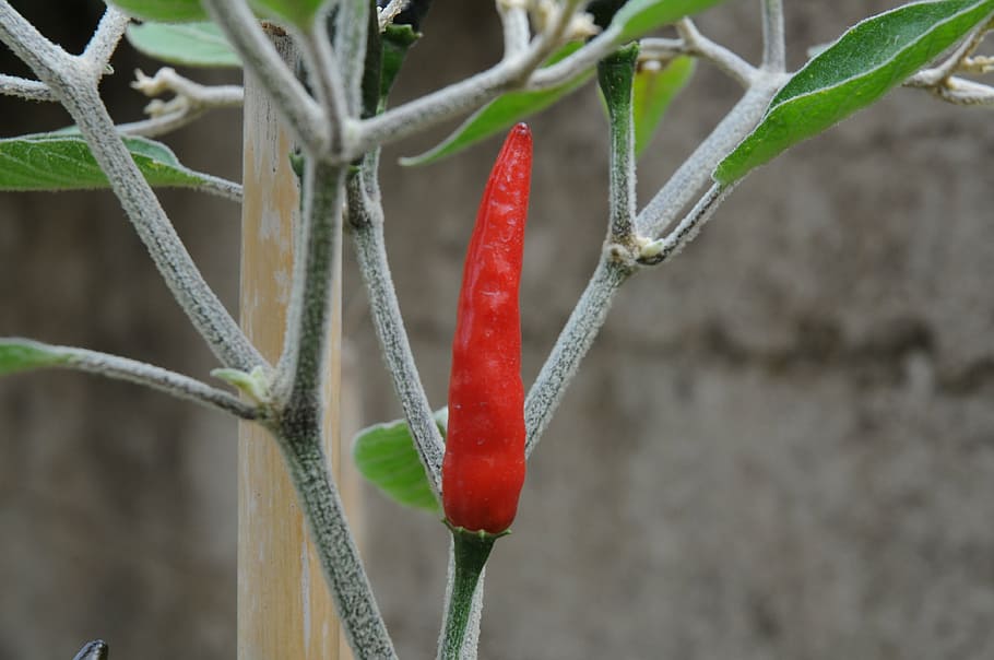 chilli peppers, marco, acrata, close-up, red, focus on foreground HD wallpaper
