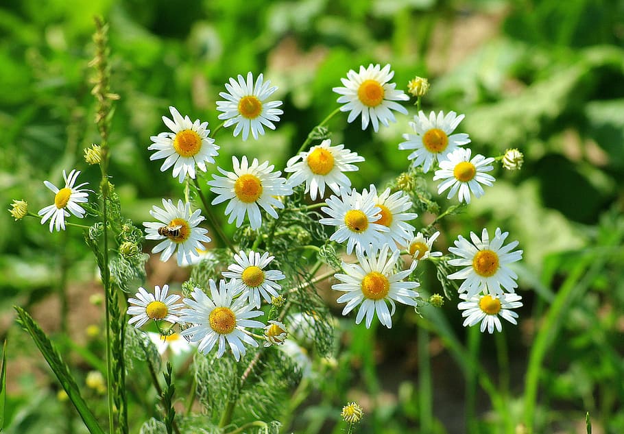 close-up photo of white-and-yellow flowers during daytime, chamomile HD wallpaper